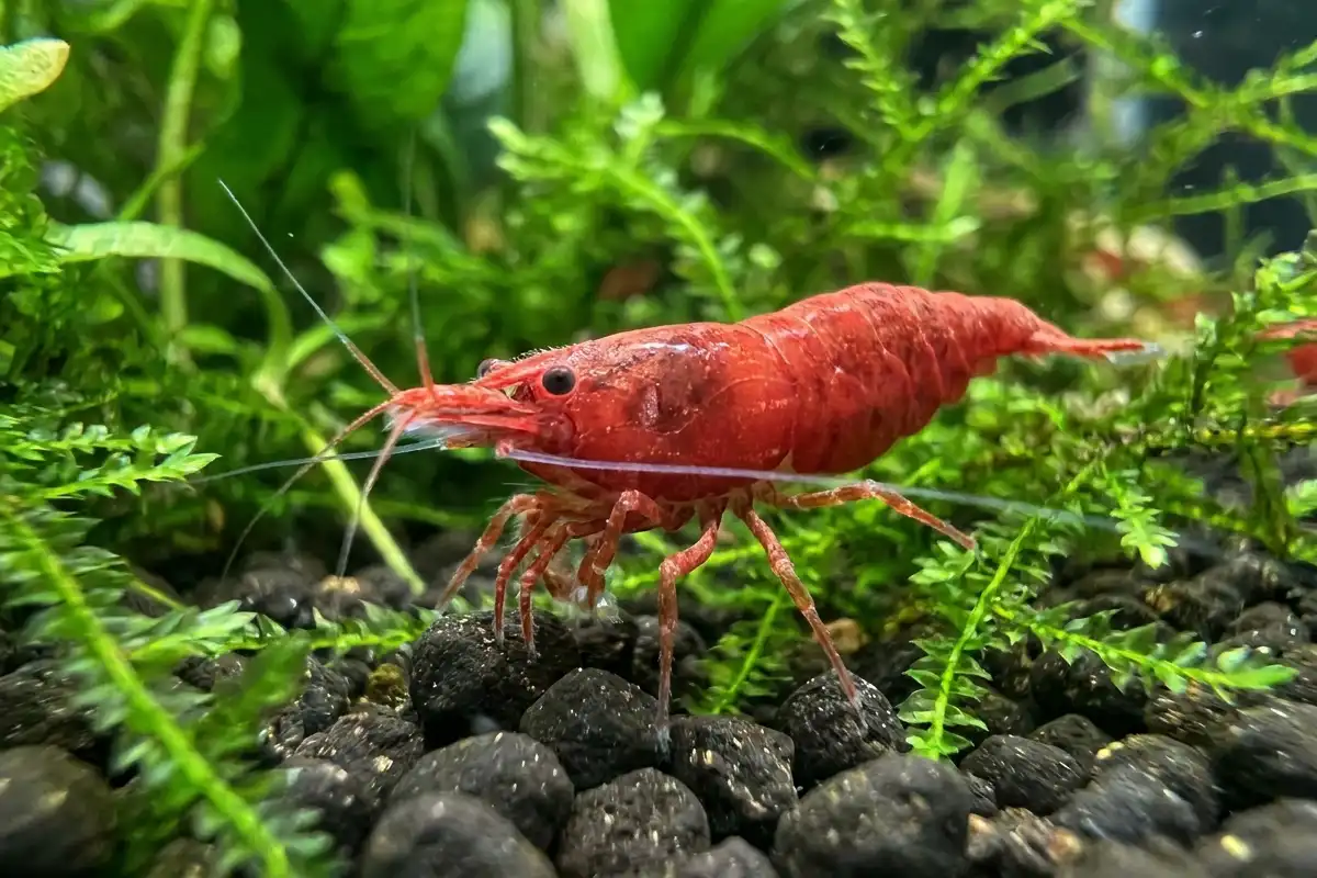 6 Cara Budidaya Udang Red Cherry Lengkap Buat Pemula