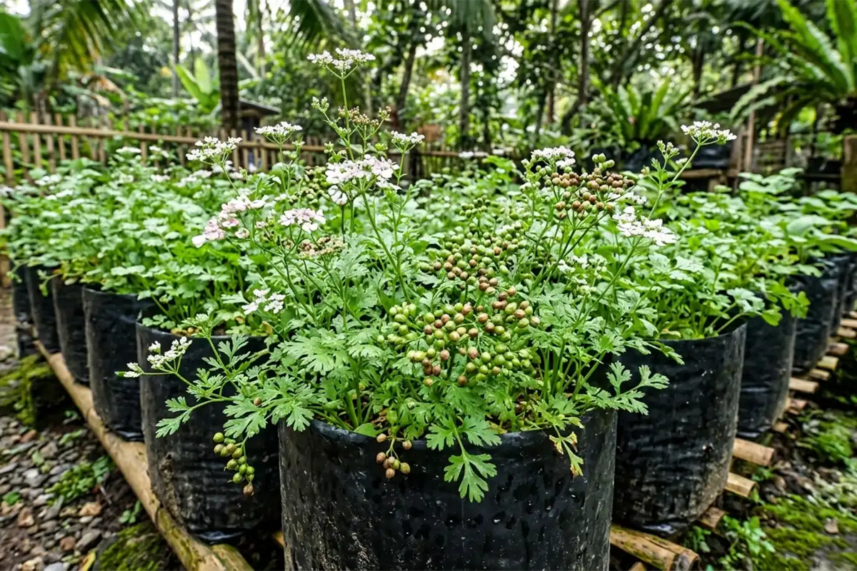 Budidaya Ketumbar di Polybag Untuk Pemula yang Praktis dan Mudah
