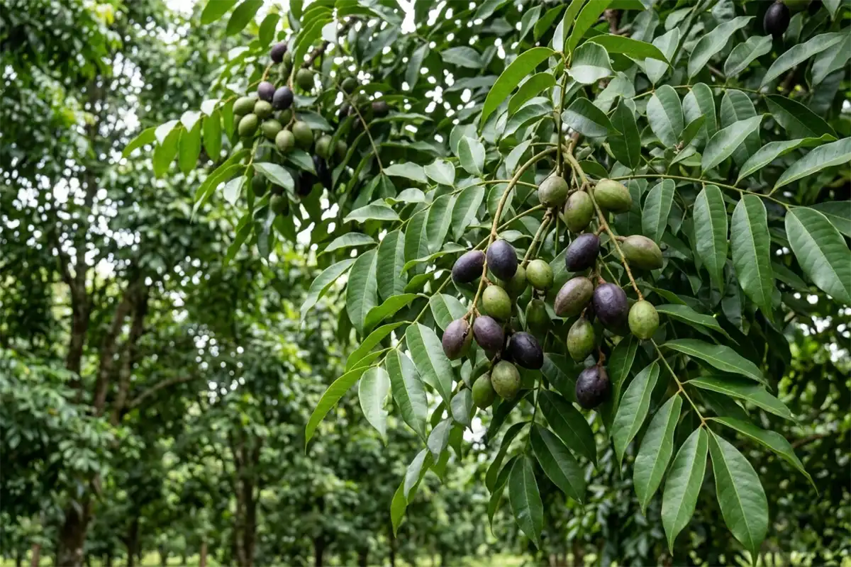 Cara Budidaya Pohon Kenari Bagi Pemula