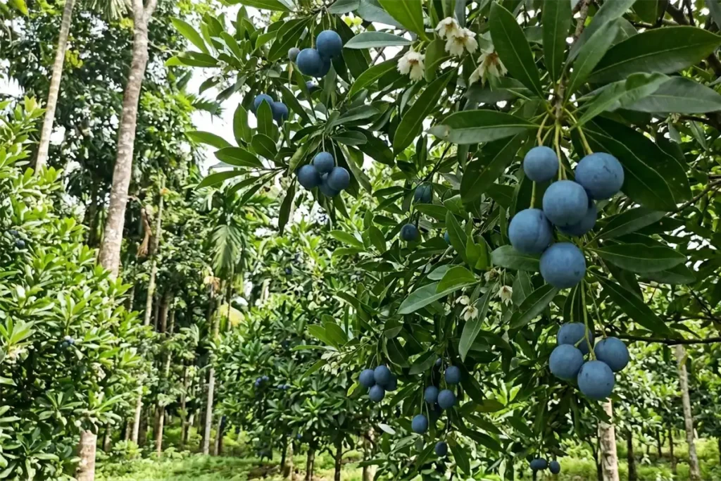 Cara Merawat Pohon Jenitri agar Cepat Berbuah Lebat