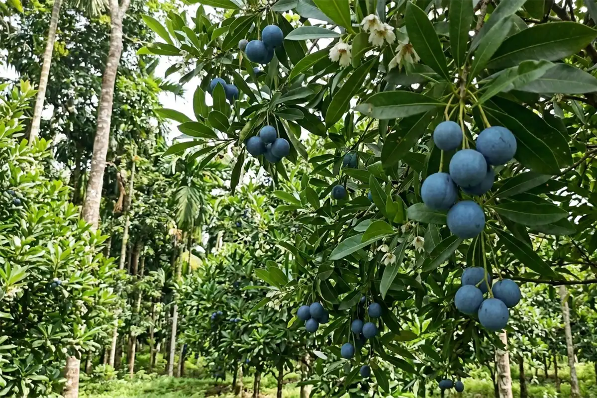 Cara Merawat Pohon Jenitri agar Cepat Berbuah Lebat
