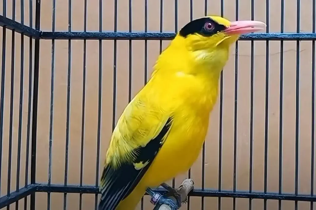 Probiotik Burung Kepodang Tingkatkan Kesehatan Burung 