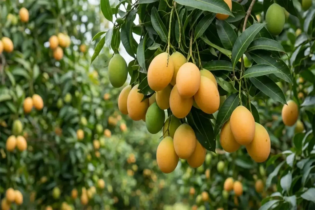 Tips Budidaya Pohon Gandaria Secara Lengkap Agar Hasilkan Buah Lebat