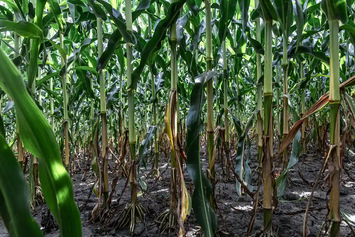 busuk batang pada jagung