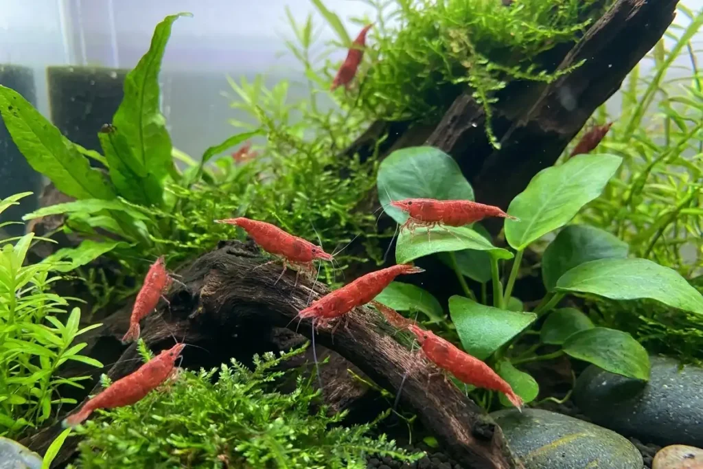 cara menjaga media budidaya udang red cherry