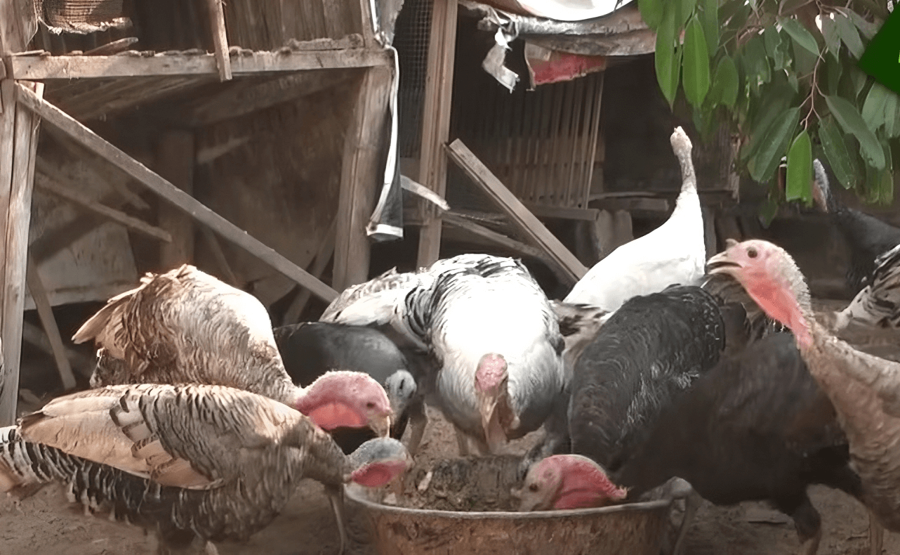 suplemen ayam kalkun