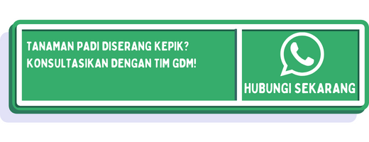 cta hama kepik pada padi 1