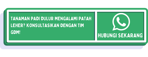 cta apa penyebab padi patah leher 1