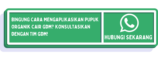 cta apa penyebab padi patah leher 3