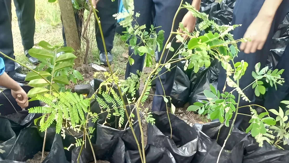 Pabrik Pupuk Organik Semarang, Solusi Pertanian Organik Terbaik
