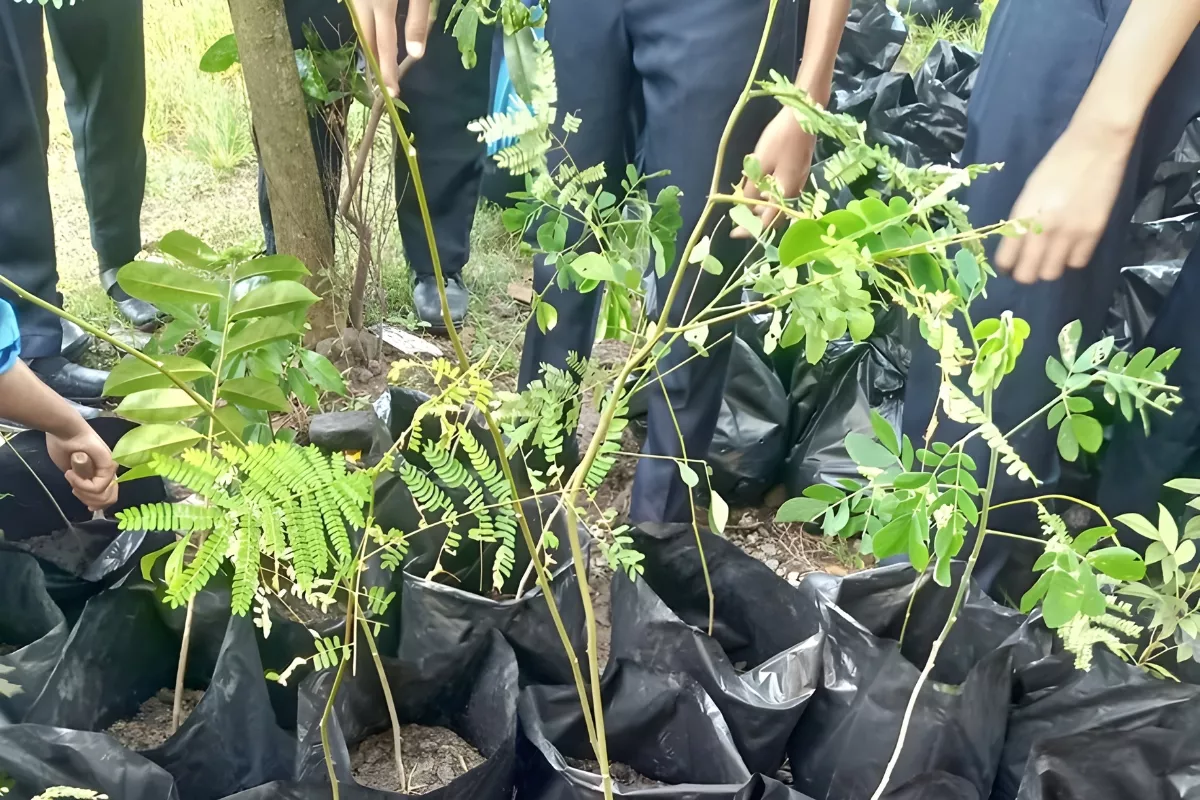 Pabrik Pupuk Organik Semarang, Solusi Pertanian Organik Terbaik