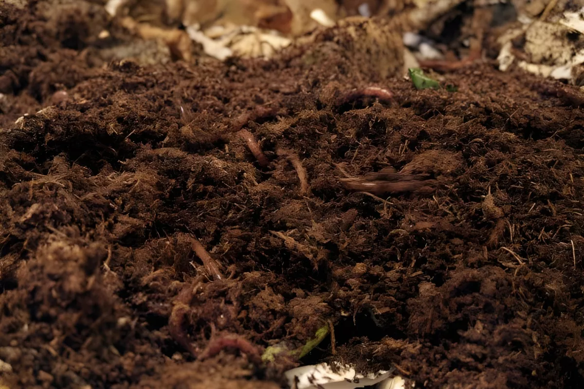 Toko Pupuk Organik Cirebon, Jagonya Atasi Masalah Agribisnis
