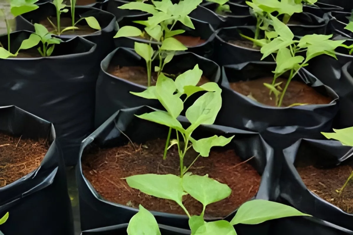 Toko Pupuk Organik Tasikmalaya, Solusi Pupuk Harga Murah