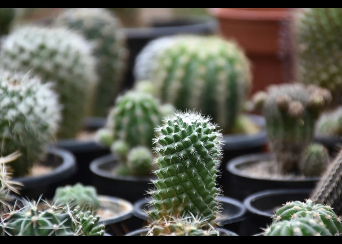 cara merawat kaktus mini dalam ruangan
