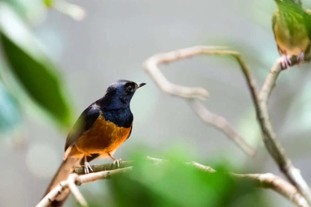 Cara menjodohkan burung murai batu
