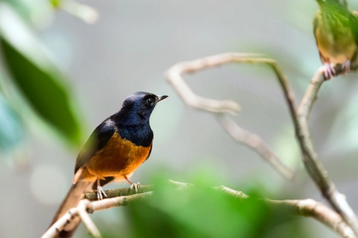 Cara menjodohkan burung murai batu