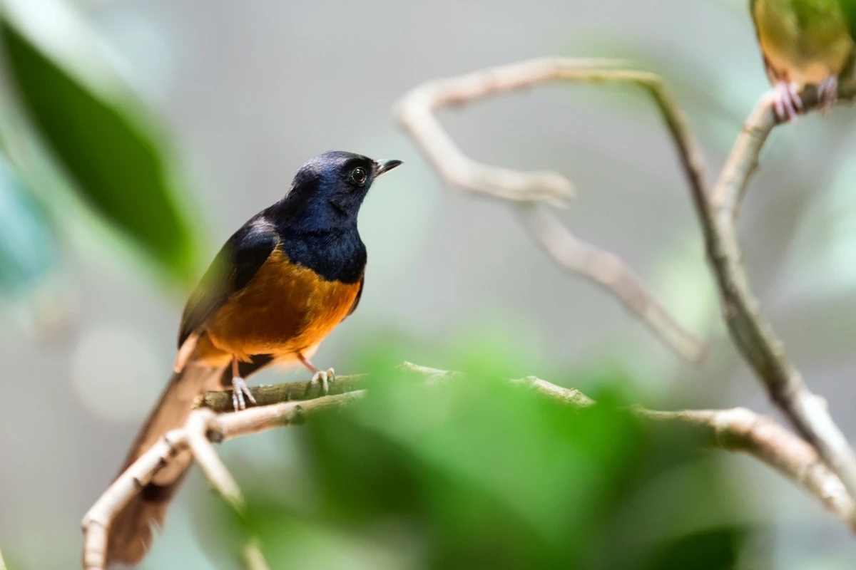 ciri burung murai batu jantan dan betina