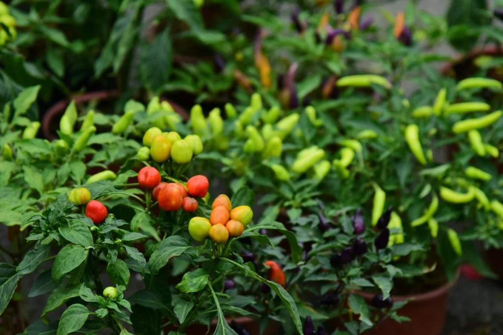 Cara mencegah lalat buah pada cabai 