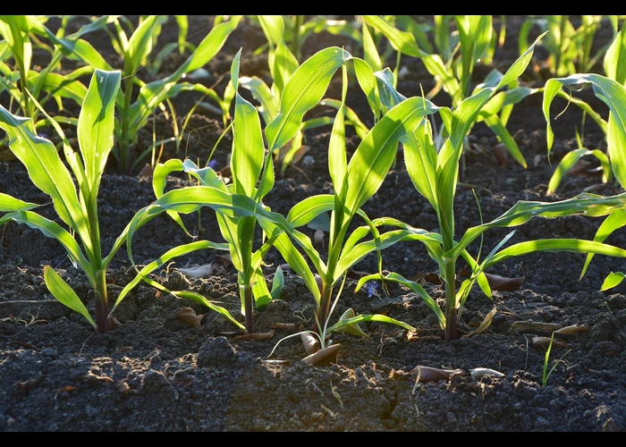peran nitrogen bagi tanaman
