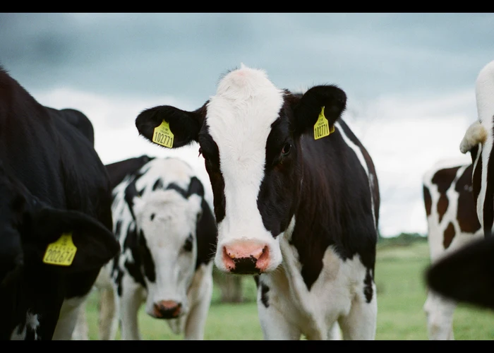 produksi susu sapi perah per ekor per hari