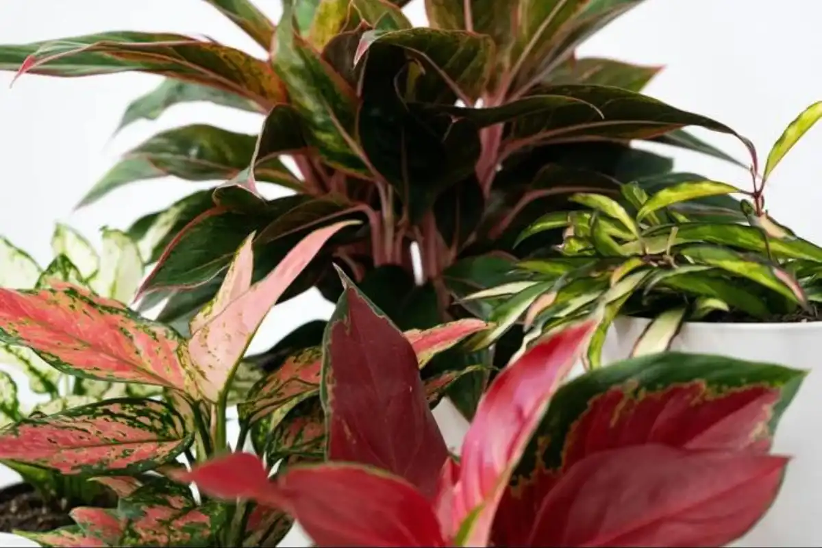 5 Penyebab Daun Aglonema Layu dan Cara Mengatasinya