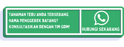 cta hama penggerek batang tebu 1