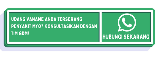 cta cara mengatasi penyakit myo pada udang vaname 1