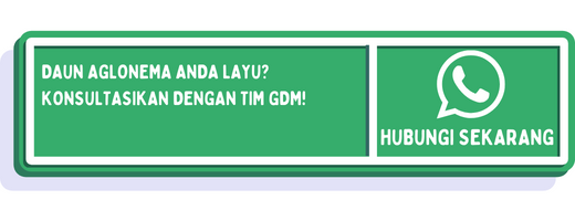 cta penyebab daun aglonema layu 1