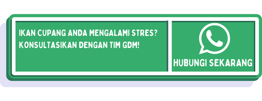 cta penyebab ikan cupang stres 1