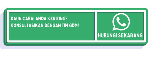 cta apa penyebab daun cabai keriting 1