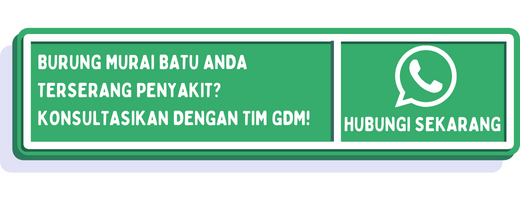 cta penyakit burung murai batu 1