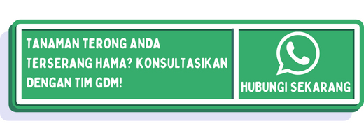 cta jenis hama pada terong 1