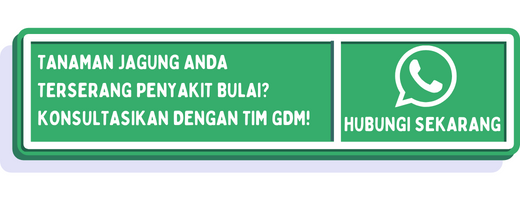 cta ciri penyakit bulai pada jagung 1