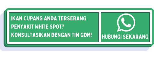 cta penyakit white spot pada ikan cupang 1
