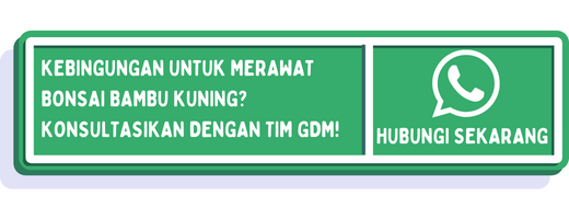 cta cara bikin bonsai bambu kuning 1