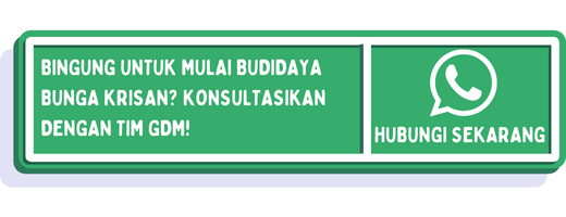 cta cara budidaya bunga krisan 1