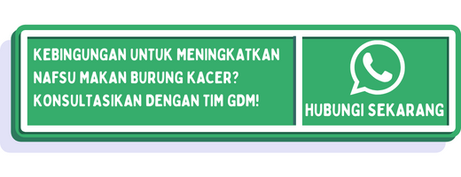 cta cara meningkatkan nafsu makan burung kacer 1