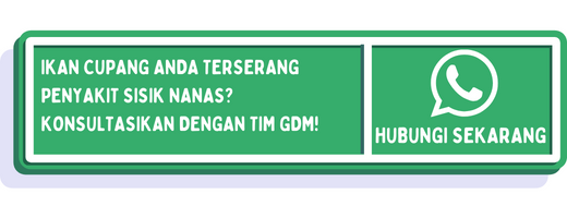 cta penyebab sisik nanas pada ikan cupang 1