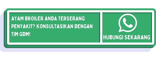 cta penyakit ayam broiler karena bakteri 1