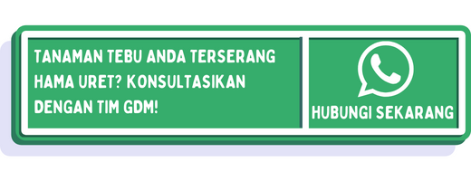 cta cara mengatasi hama uret tebu 1