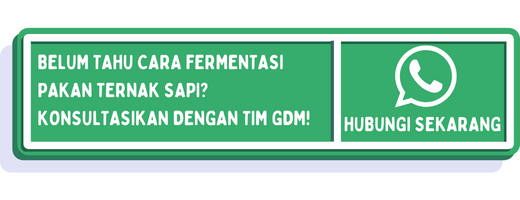 cta cara fermentasi pakan ternak sapi 1