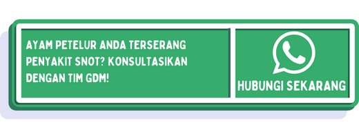 cta penyakit snot pada ayam petelur 1
