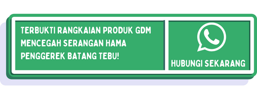 cta hama penggerek batang tebu 3