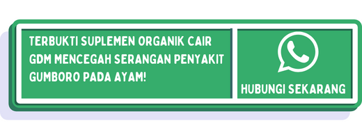 cta ciri penyakit gumboro pada ayam 2