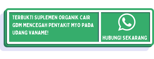 cta cara mengatasi penyakit myo pada udang vaname 2
