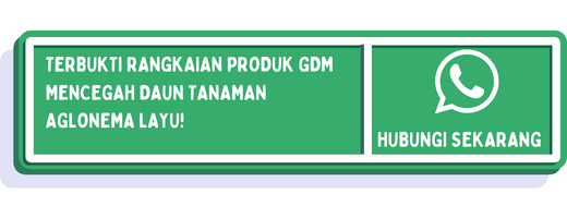 cta penyebab daun aglonema layu 2