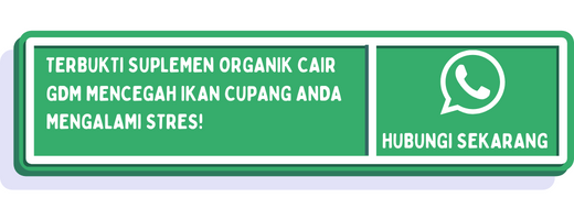 cta penyebab ikan cupang stres