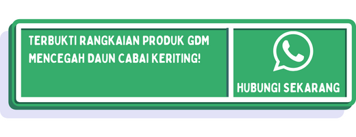 cta apa penyebab daun cabai keriting 2