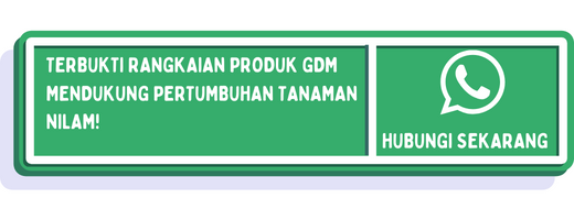 cta kegunaan tanaman nilam 2