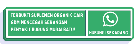 cta penyakit burung murai batu 2